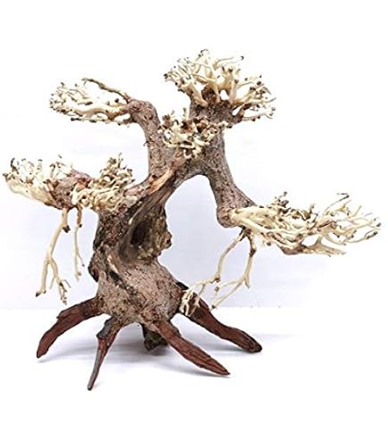 Amazon | カミハタ 水景BONSAI 榕樹(ガジュマル) S 流木 活着